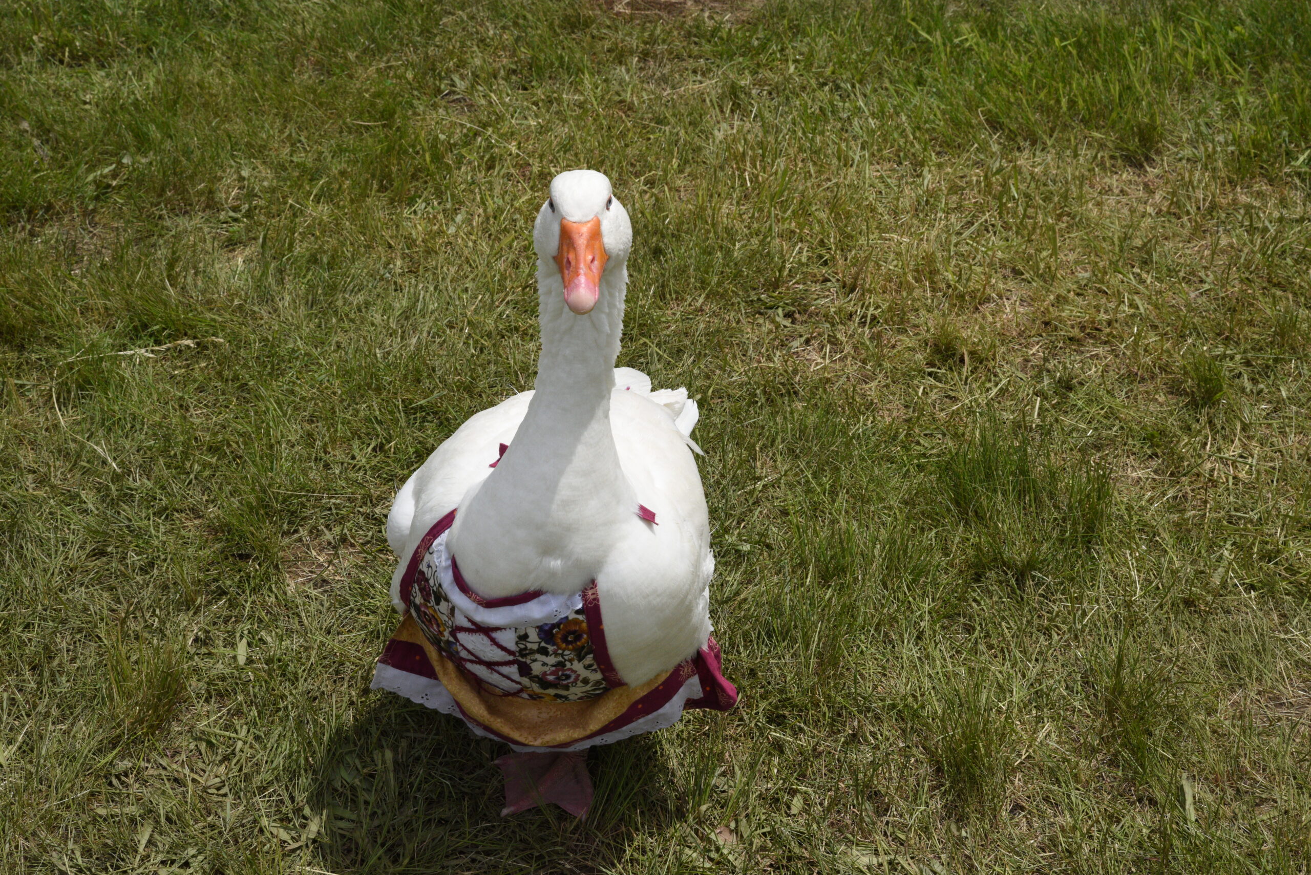 Zuzu wants to see you Memorial Day Weekend!